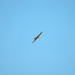The Eurasian hobby (Falco subbuteo), or just simply hobby, is a small, slim falcon. The Eurasian hobby (Falco subbuteo) in flight on blue sky background. 