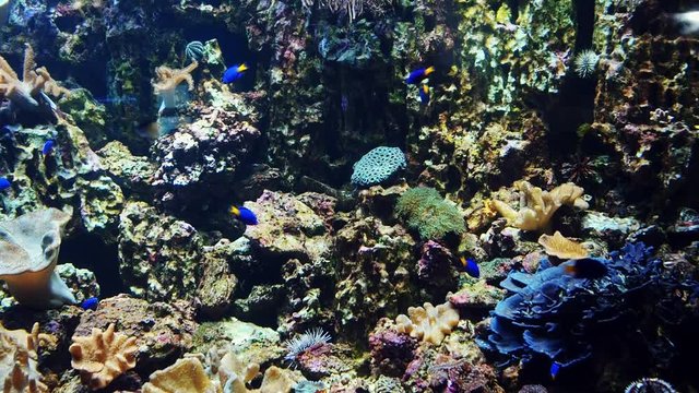 Tropical exotic colorful fish swim under water near a coral reef