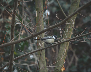 Vogel