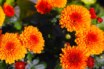 This is a beautiful pink chrysanth. Chrysanthemums.