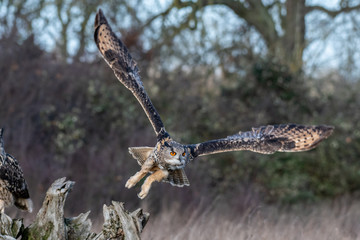 Eurasian Eagle Owl (Bubo bubo) flying over a meadow in Gloucestershire, UK 