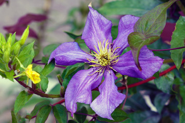 A purple clematis flower, clematis viticella, blooms in a Japanese garden. Flower of clematis - Ranunculaceae. Large-Flowered Clematis.