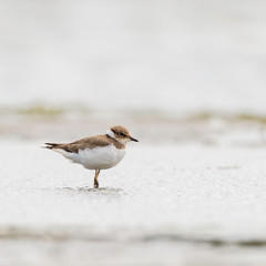 The common ringed plover or ringed plover (Charadrius hiaticula) is a small plover that breeds in Arctic Eurasia.
