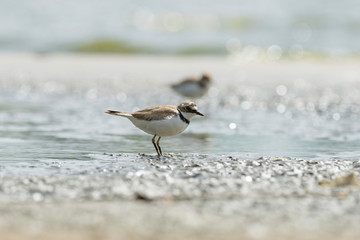 The common ringed plover or ringed plover (Charadrius hiaticula) is a small plover that breeds in Arctic Eurasia.