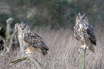 A pair of Eurasian Eagle Owls (Bubo bubo) on perches in a meadow in Gloucestershire, UK