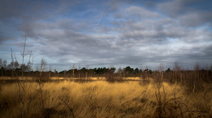 Fototapeta premium sunset in forest