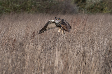 Eurasian Eagle Owl (Bubo bubo) flying over a meadow in Gloucestershire, UK 