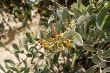 Green tropical plants at the beach