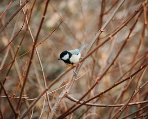 Vogel