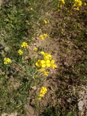 yellow flowers on green background of grass
