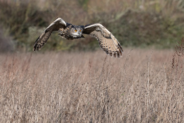 Eurasian Eagle Owl (Bubo bubo) flying over a meadow in Gloucestershire, UK  - obrazy, fototapety, plakaty