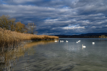 Naturschutzgebiet, Halbinsel Mettnau, Radolfzell, Landkreis Konstanz, Baden-Württemberg, Deutschland