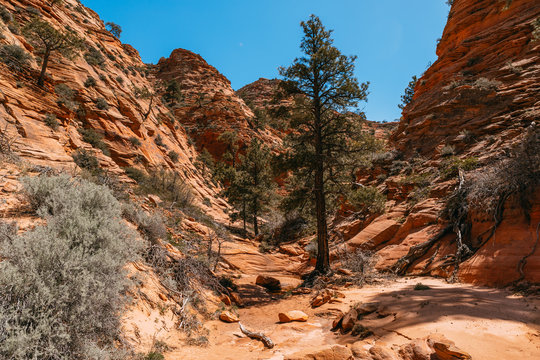 Landscape at the bottom of the gorge of a red slot canyon background Zion National Park, Utah - Image - Powered by Adobe