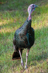 Fototapeta premium Turkeys in the grass 3