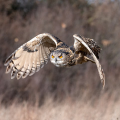 Eurasian Eagle Owl (Bubo bubo) flying over a meadow in Gloucestershire, UK 