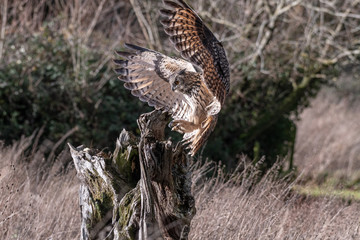 Eurasian Eagle Owl (Bubo bubo) flying over a meadow in Gloucestershire, UK 