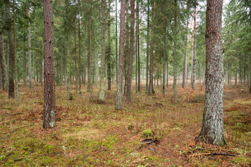 Forrest - Forest Knyszyn (Poland) - Taiga forest