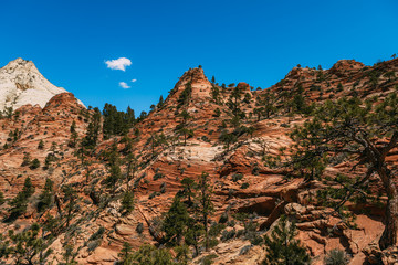 Awesome landscape of hoodoo and trees, Zion National Park - Image. Blue sky, bright colors.