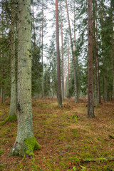 Forrest - Forest Knyszyn (Poland) - Taiga forest