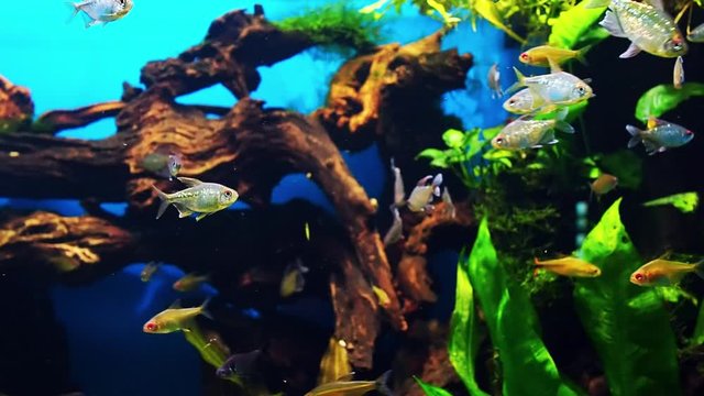 Moenkhausia pittieri swims underwater in an aquarium. Beautiful exotic tropical fish