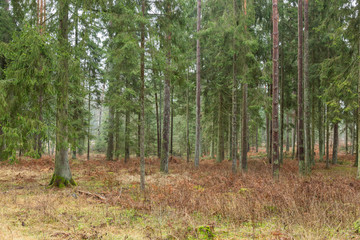Obraz premium Forrest - Forest Knyszyn (Poland) - Taiga forest