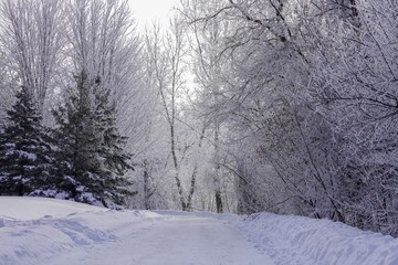 Snowy walking trail in winter forest in Minnesota