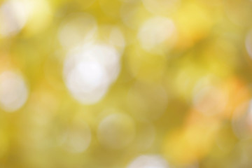Obraz premium bokeh background from nature under tree shade