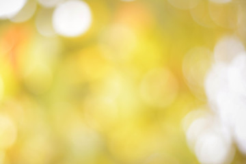 bokeh background from nature under tree shade