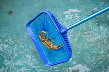 Cleaning swimming pool of fallen leaves with skimmer net tool