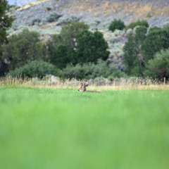 Clover field buck
