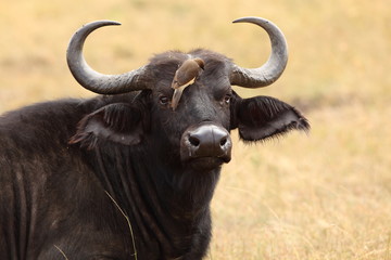 African buffalo, Cape buffalo in the wilderness of Africa