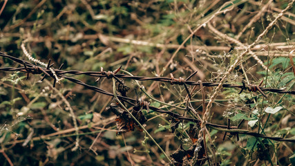 Barbed wire on the background of forest