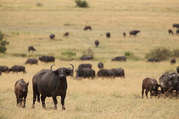 African buffalo, Cape buffalo in the wilderness of Africa