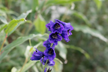 Bell flower 2