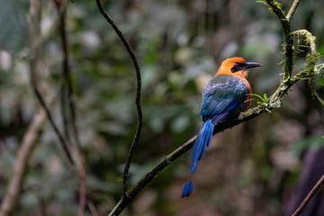 Wild Rufous Motmot