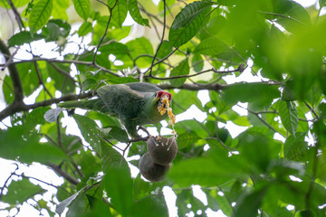Wild Red-lored Parrot