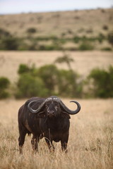 African buffalo, Cape buffalo in the wilderness of Africa