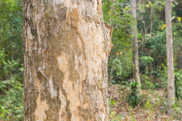 Teak tree in the forest with blurred background