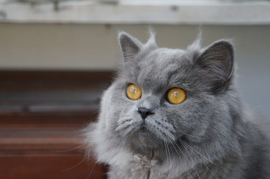 gatto razza british long hair grigio con occhi arancioni