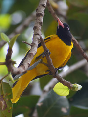 Black Hooded Oriole (Oriolus xanthornus)