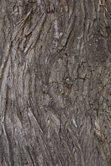 brown bark. may used as background.