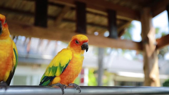 Both of Sun conure stay together on the metal bar, show some dancing to camera