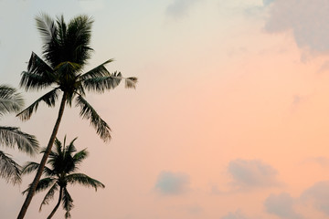 high coconut tree on beach . beautiful multi color sky with blue cloud.
