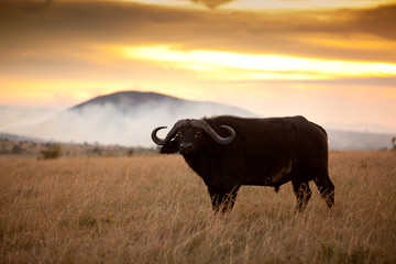 African buffalo, Cape buffalo in the wilderness of Africa