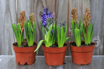  Hyacinths in pots in the garden on a wooden background.  Spring flowers.