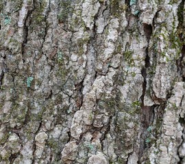 A close up view of the tree bark on the tree.