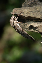 moth