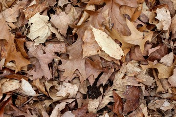 A pile of fall leaves on the ground surface.