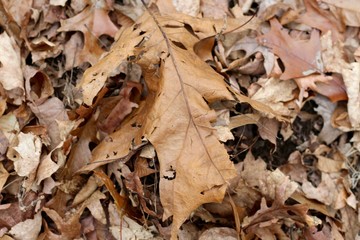 A close up on the pile of brown autumn leaves.