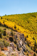 Fototapeta premium Aspens Changing Color in Fall in New Mexico
